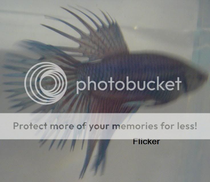 flicker2.jpg