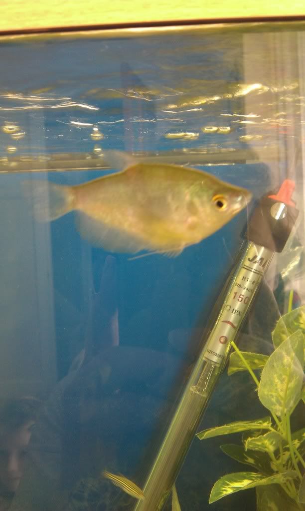 MoonlightGourami.jpg
