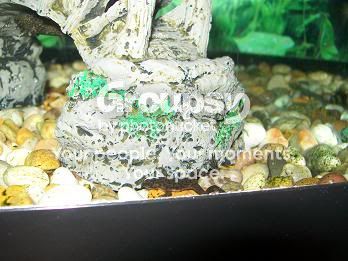 froggy.jpg