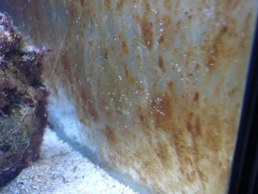amphipods.jpg