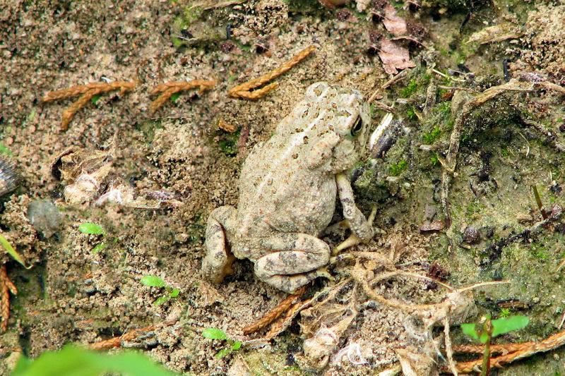 frog1.jpg