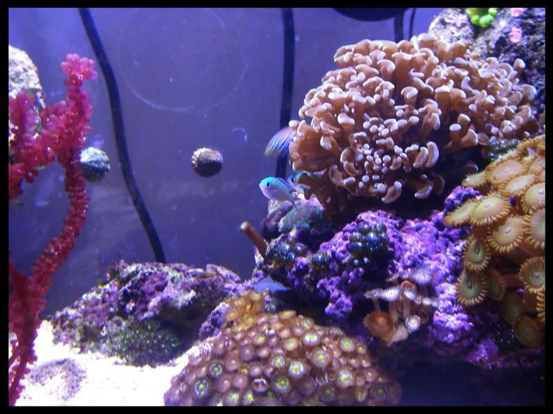 Chromis.jpg