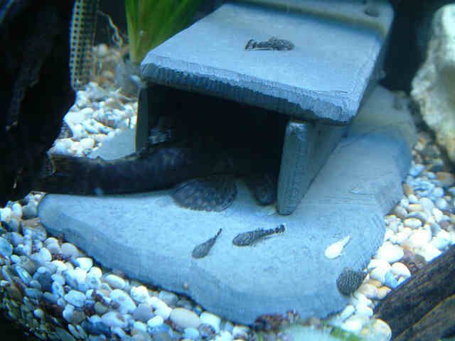 DSCF0006-1.jpg