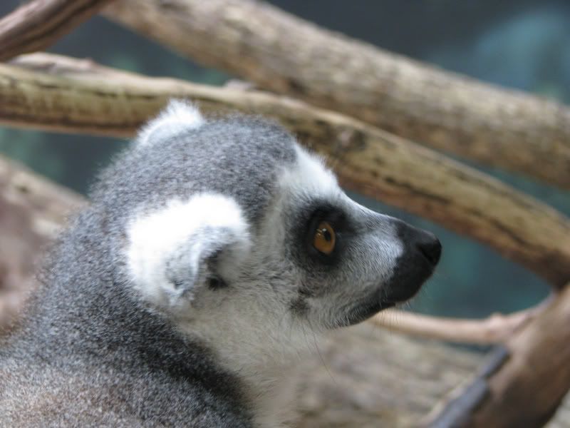 RingtailLemur1.jpg