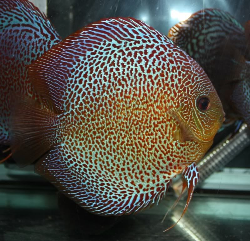 paintfish6.jpg