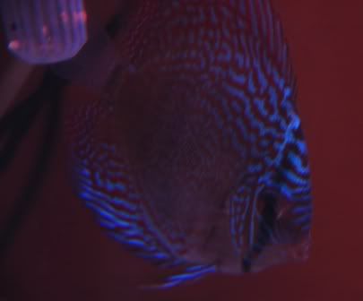Discus3.jpg
