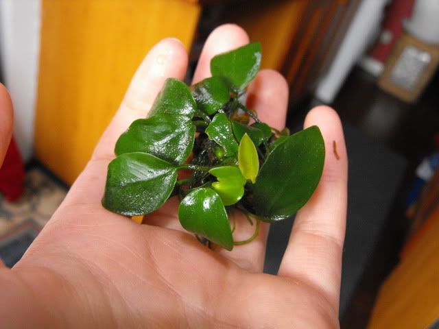 2010_0510anubias0007.jpg