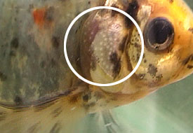 male_gill_tubercles1.jpg
