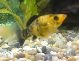 fishmollybicolour.jpg