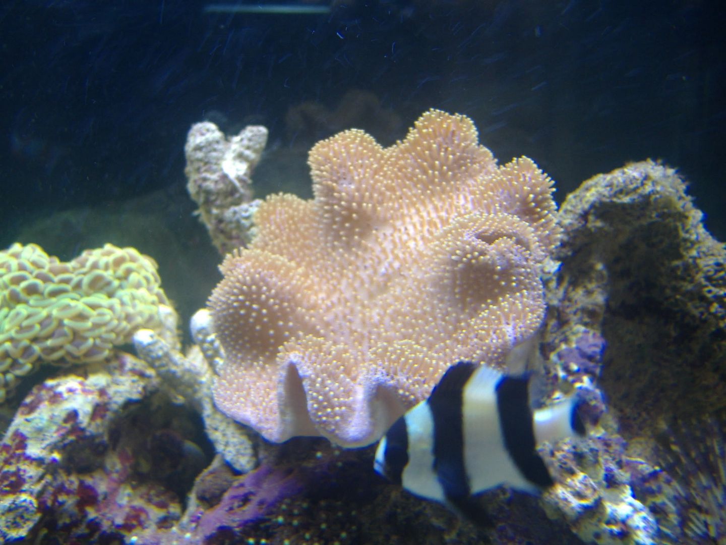 DSCF0639.jpg