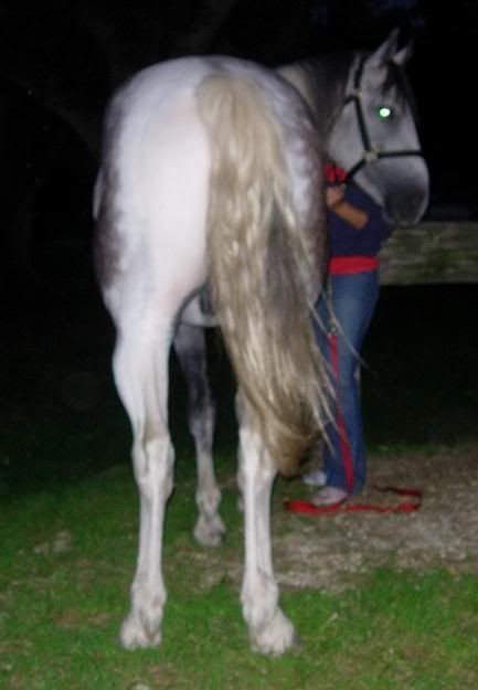 Horses002.jpg