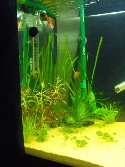 2010_0730newplants0008.jpg