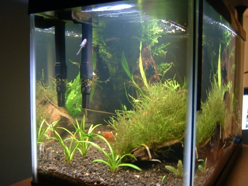aquariumapril07003.jpg