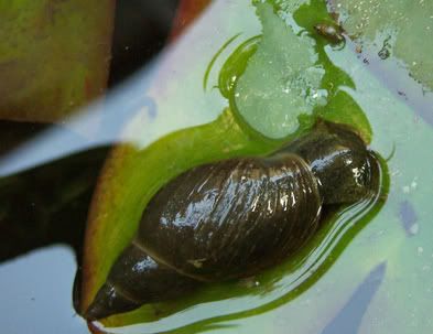 snail.jpg