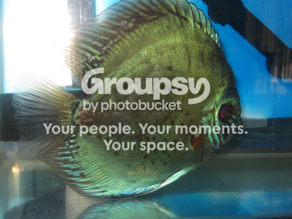 SpringFishExpo10015.jpg