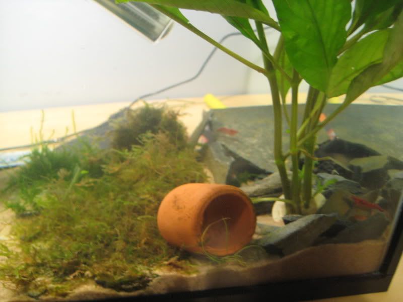 shrimptank007.jpg