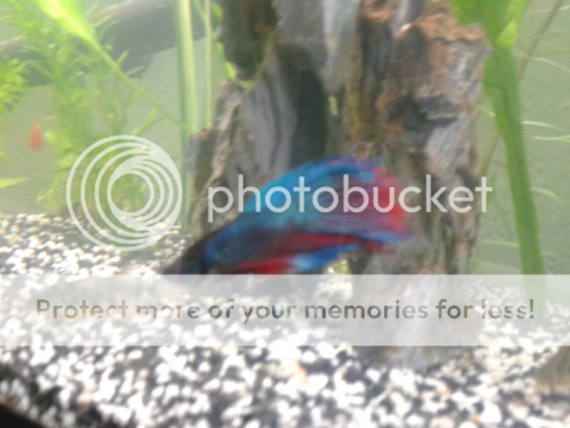 2011-06-08135123.jpg