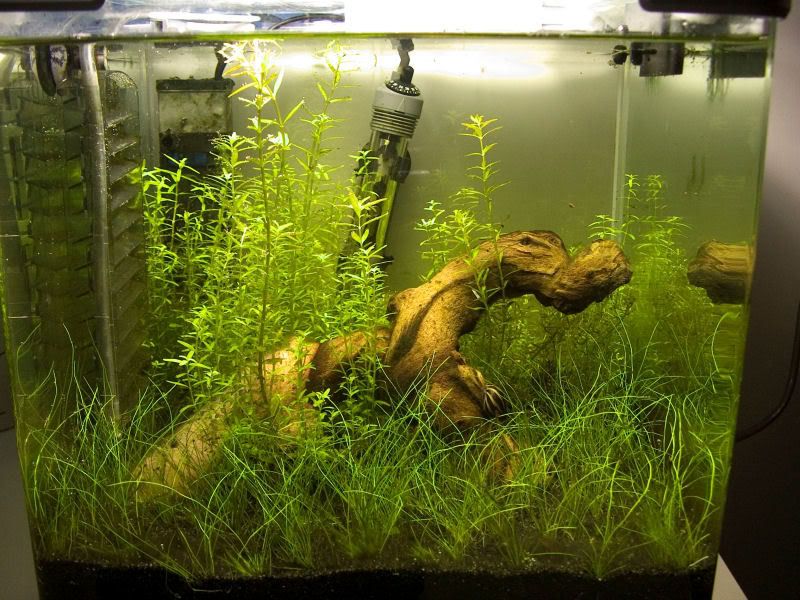 Fishcube22.jpg