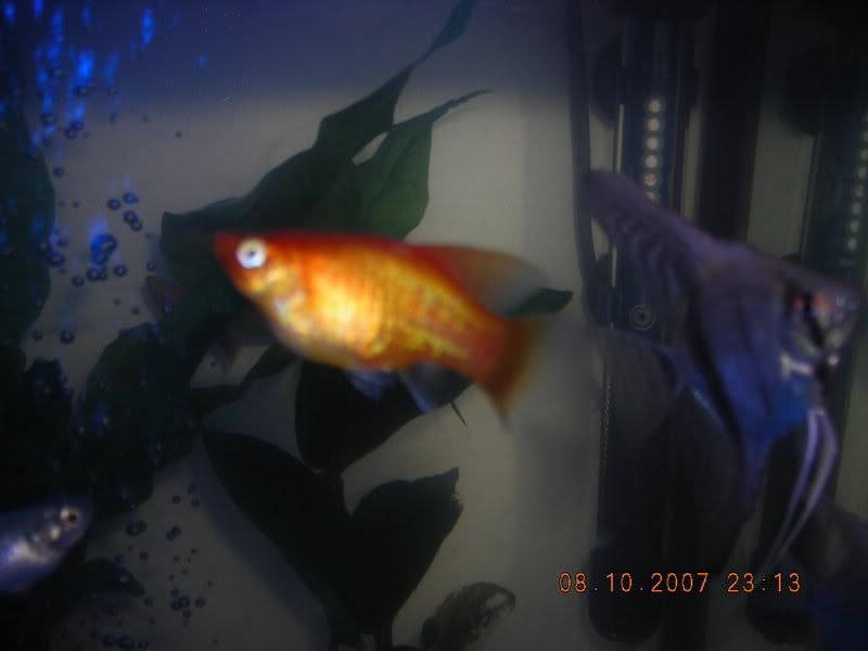 DSCN0231.jpg