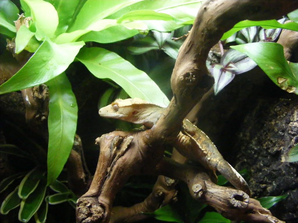 DSCF1138-1.jpg