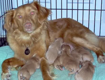 puppies2days5.jpg
