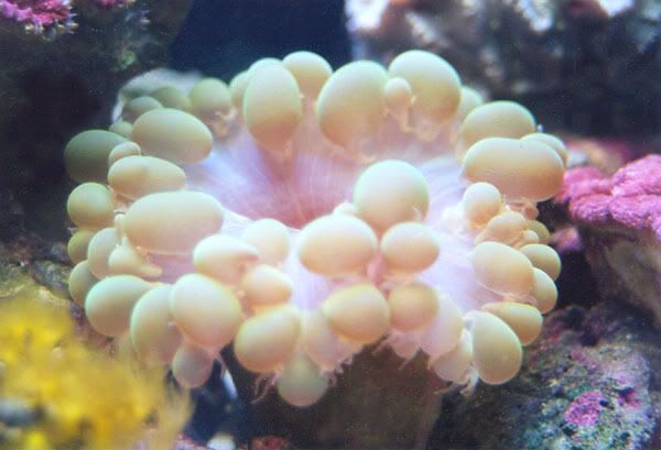 bubble_coral_lg.jpg