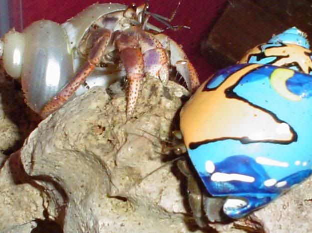 1crab5.jpg