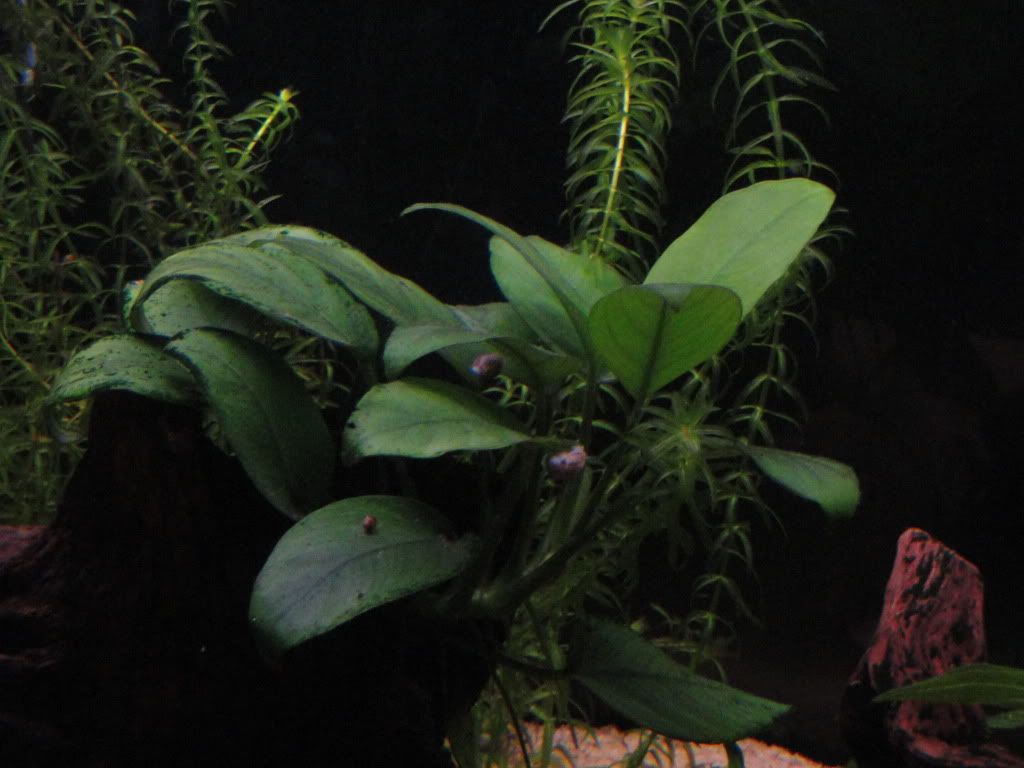 Fish026.jpg
