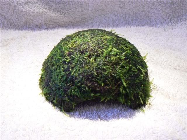 coconut.jpg