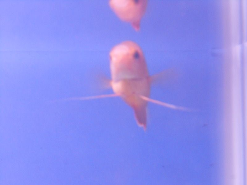 DSCN1532.jpg