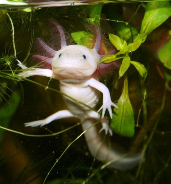 axolotl_ambystoma_17.jpg