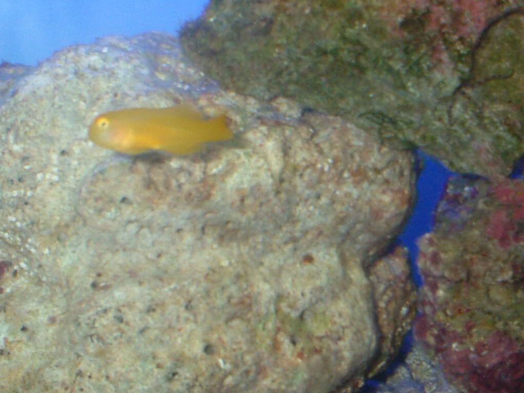 yellowcoralgoby5.jpg