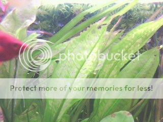 IMG4047A.jpg