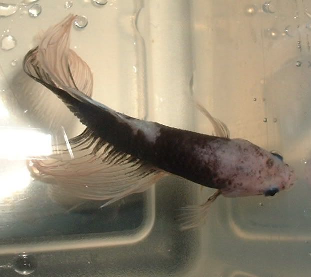 marblebetta4.jpg