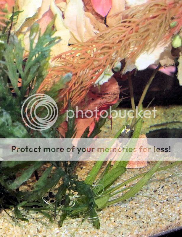 P1100463-2Amandaplants.jpg
