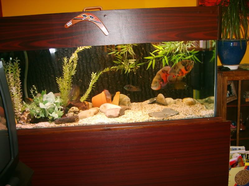 osc006.jpg