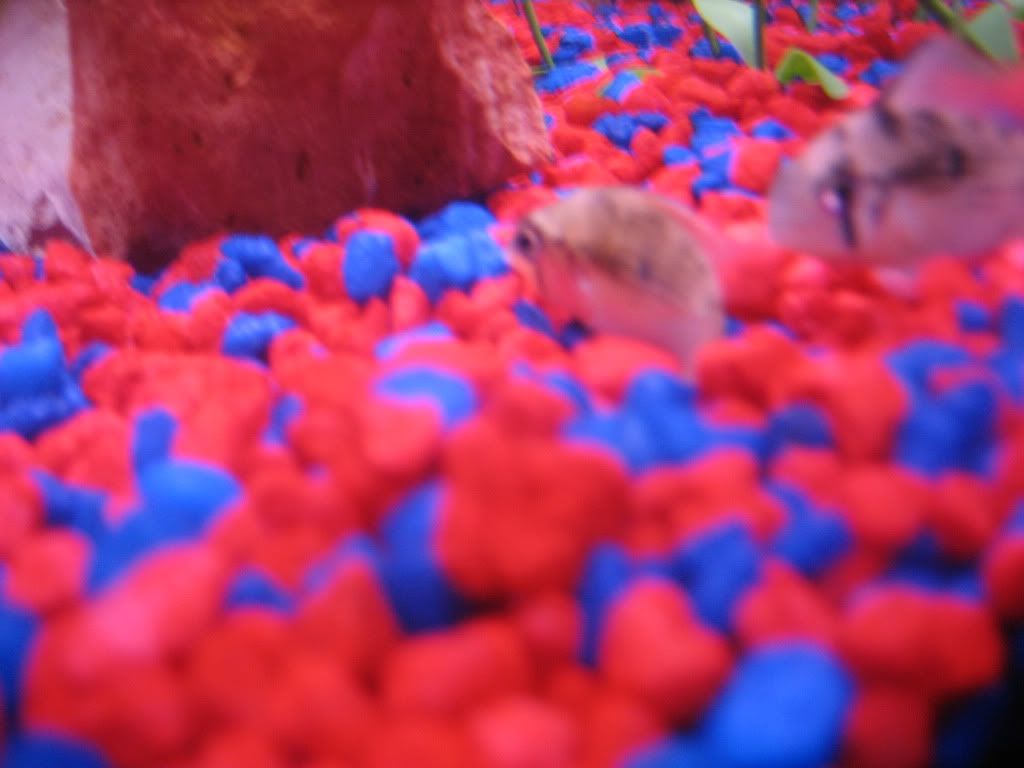 fish039.jpg