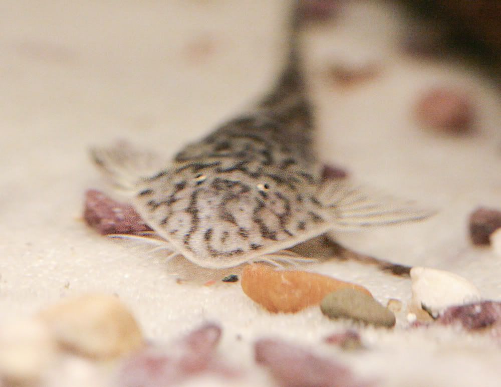 whiptail3.jpg