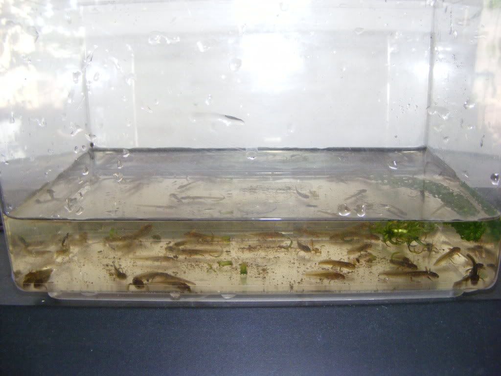 DSCF0652.jpg