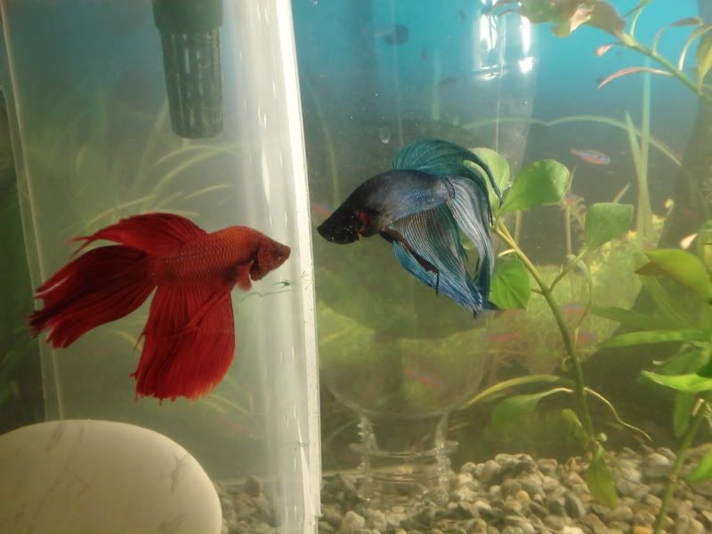 Fencingandbettas059.jpg