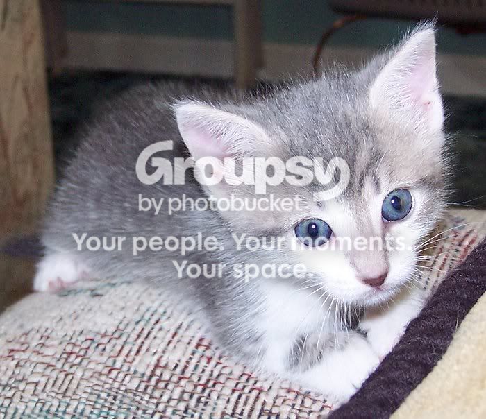 Kittens017.jpg