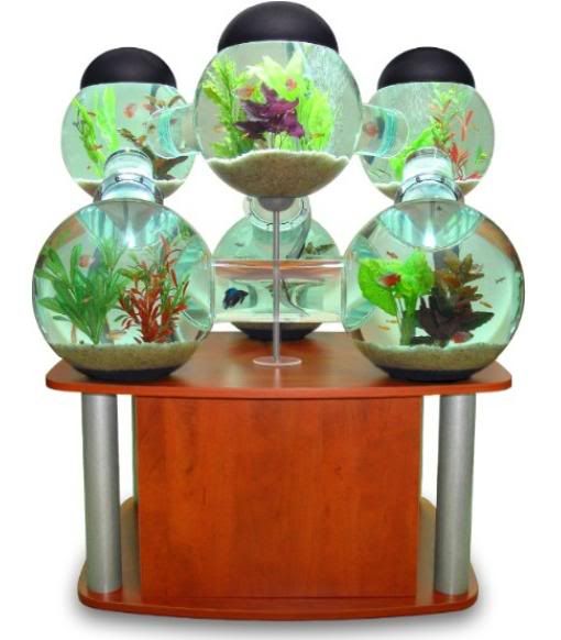 LabyrinthAquarium.jpg