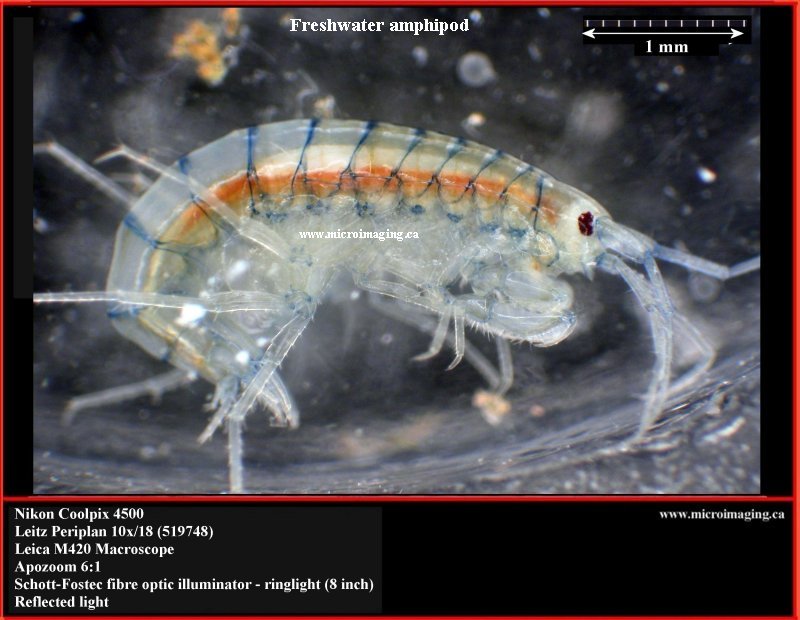 3amphipod.jpg
