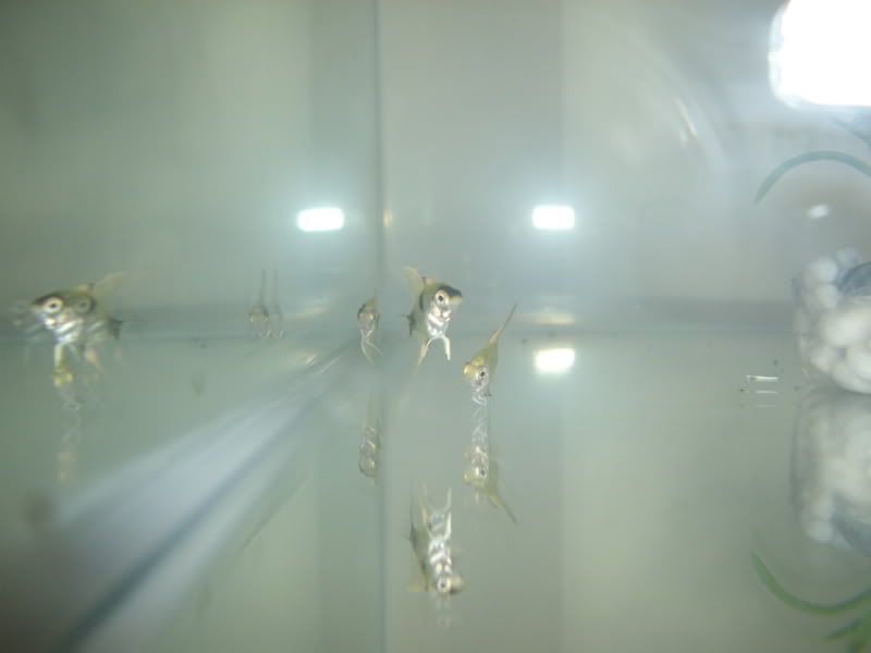 STA42107.jpg