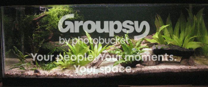 corytank040713_zps69f68695.jpg