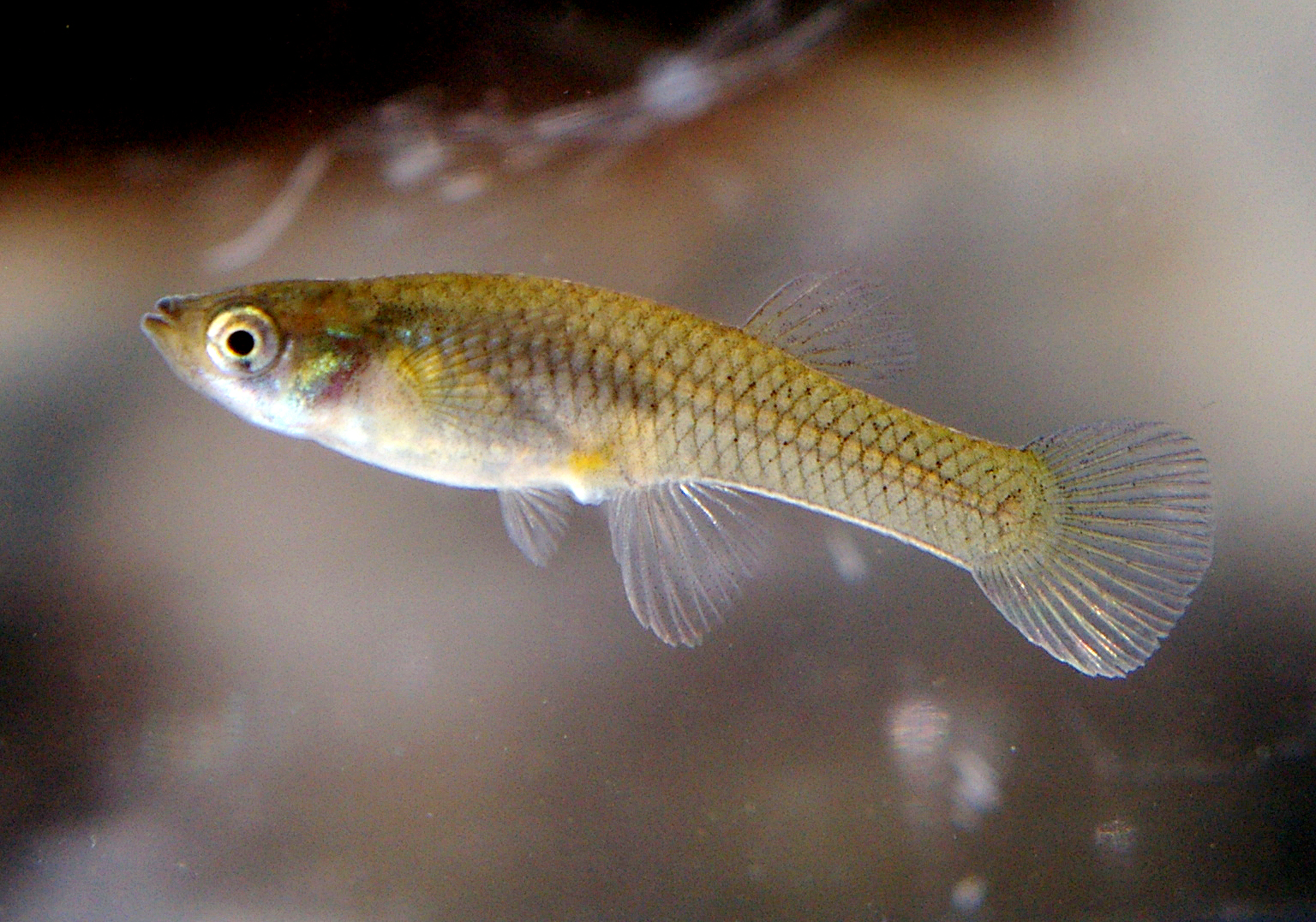 Gambusia_affinis.jpg