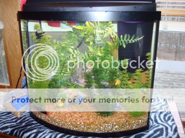 tropicalfish003.jpg