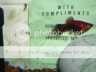 IMGP1257.jpg