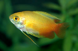 Colisa%20chuna%20Red.JPG