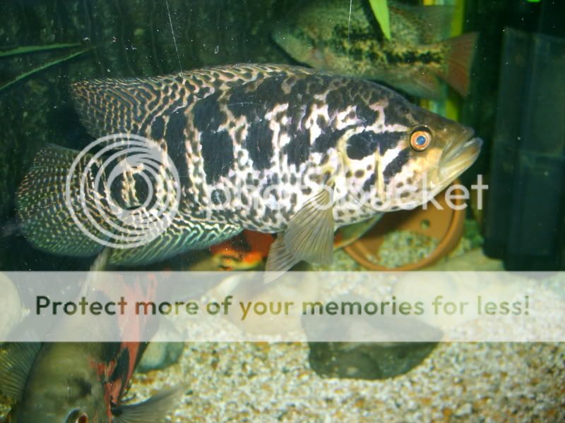 paulasholidayandneilsfishes187.jpg
